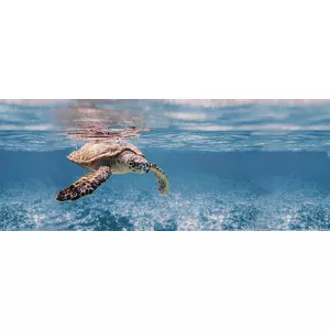 Декор Ceradim Ocean Turtle 20x50